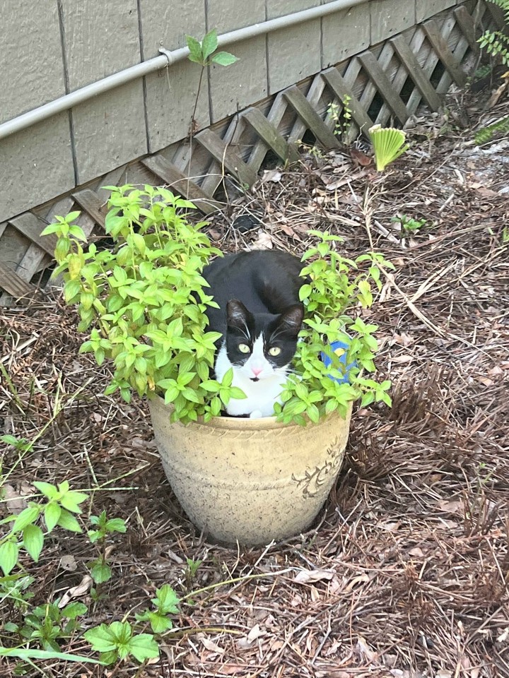 catinflowers
