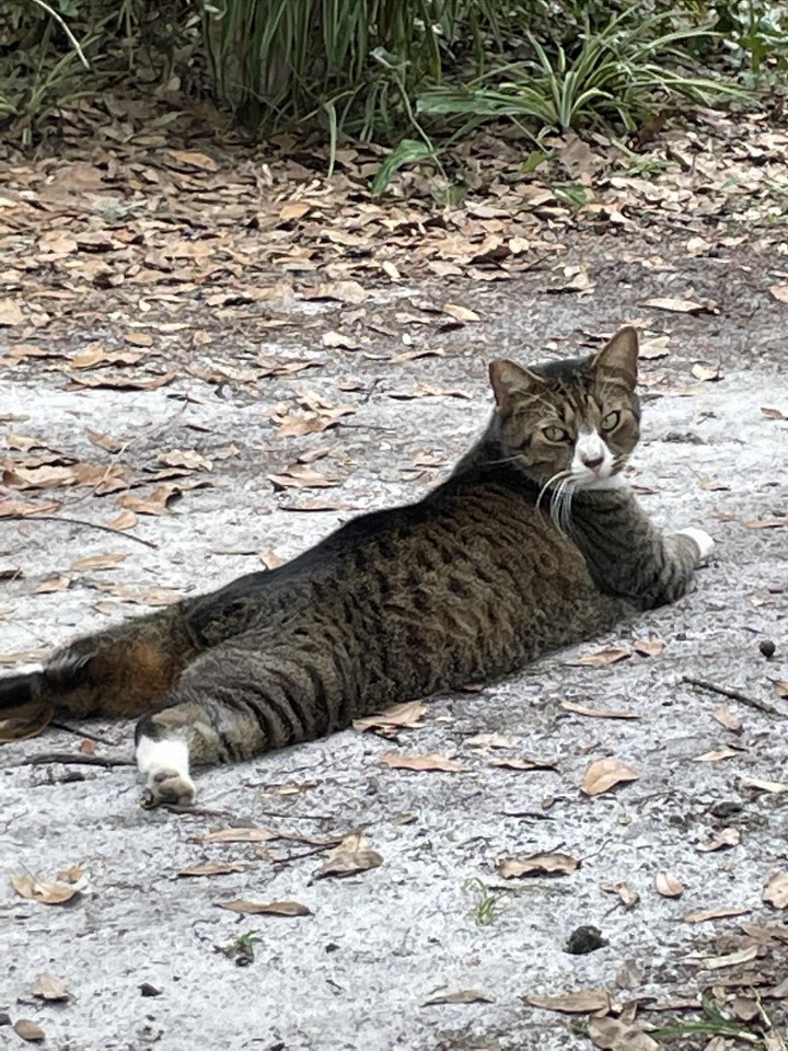 catlayout